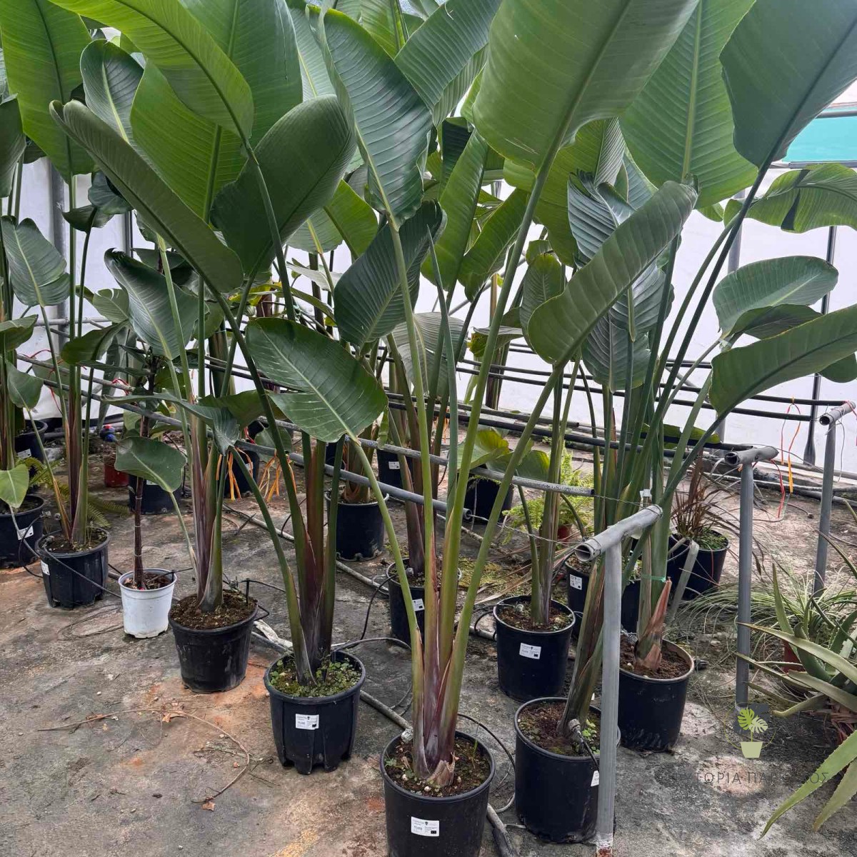 ΣΤΡΕΛΙΤΣΙΑ NICOLAI – Strelitzia nicolai - 3